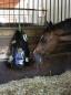 Preview: Abbilung Pferd mit Heusack