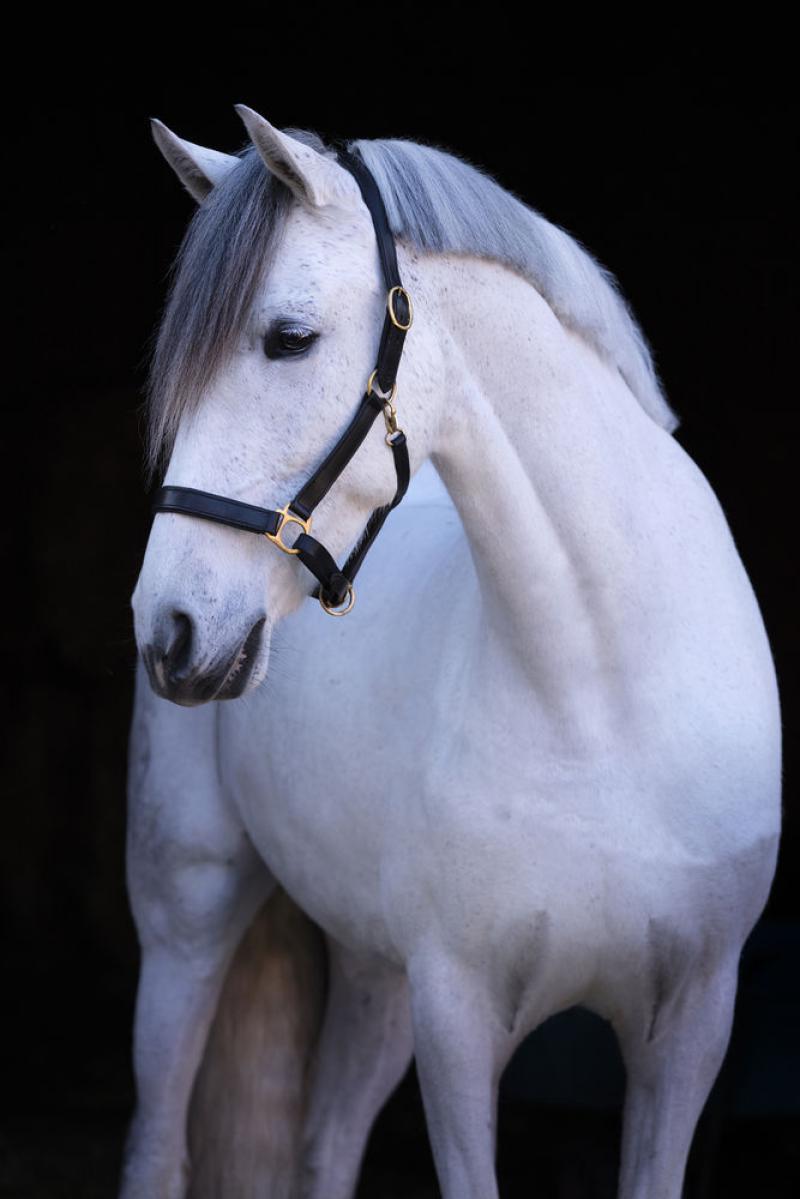 Lederhalfter