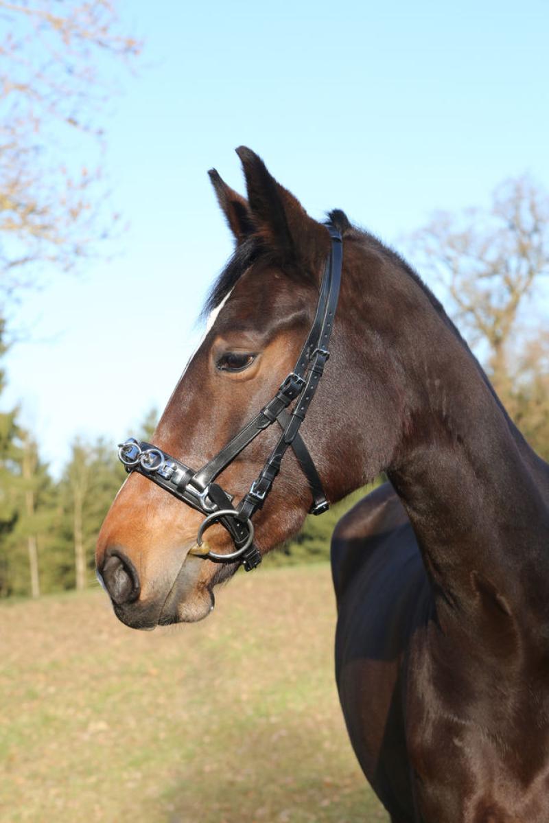 Kappzaum Leder
